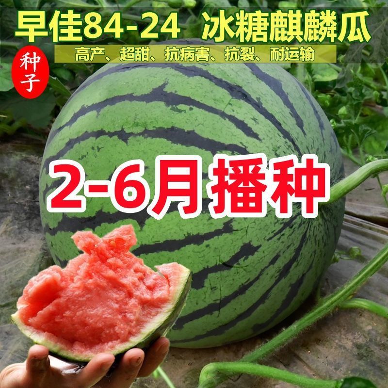 西瓜种子8424麒麟西瓜种子早熟高产南方新品种特大超甜西瓜子种子