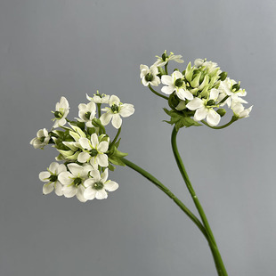 ���滨���Z�q �����a֮�Ǽٻ��Ҿ��bzӰ����ܛ�b�廨��c��ˇ