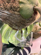 ¹��ާ��ˮ�����Ԅӝ������ι��Bˮ���Ɓ�������ˮ��Dear¹