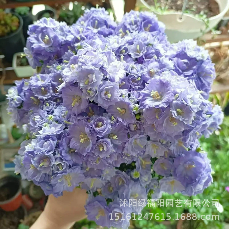 Датский колокольчик, цветок в горшке, комнатное растение с цветочными бутонами, двойное лепесток, рассада цветов Монро, балкон, двор, четырехсезонные цветы и зеленые растения