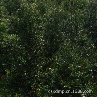 Welcome to Order Changsha Xingde Seedlings, Wholesale Supply of Greening Trees, Bamboo and Cypress Seedlings, Low Price Sale