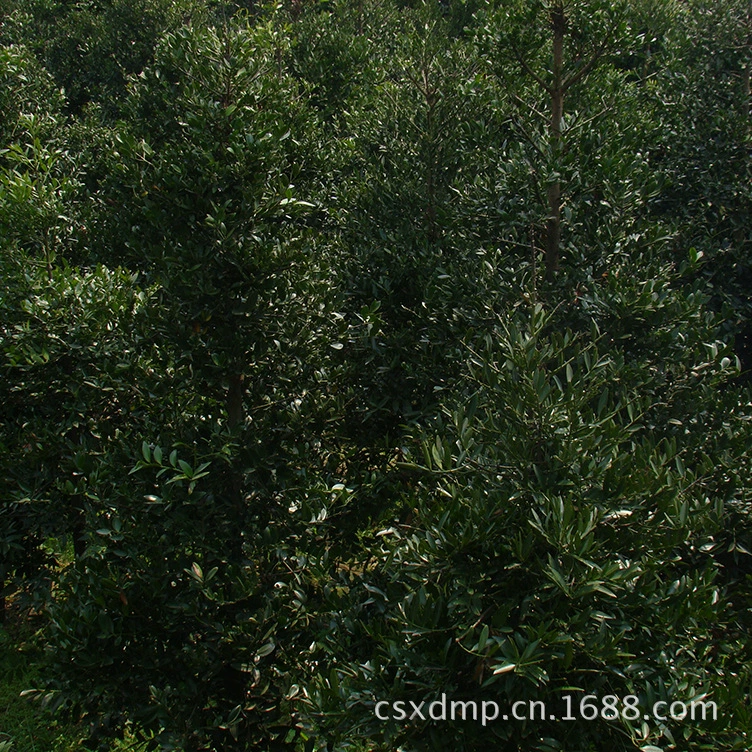 Добро пожаловать на заказ Changsha Xingde Seedlings, оптовая поставка зеленых деревьев, саженцев бамбука и кипариса, продажа по низкой цене