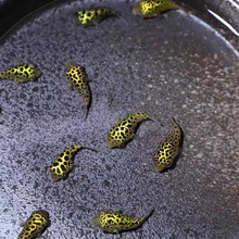 河豚观赏鱼金娃娃淡水小小型生气鼓肚子好养耐活巧克力娃娃