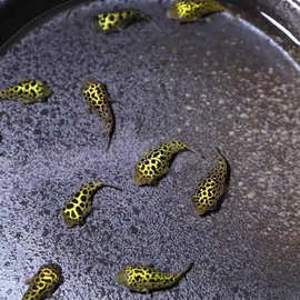 河豚观赏鱼金娃娃淡水小小型生气鼓肚子好养耐活巧克力娃娃