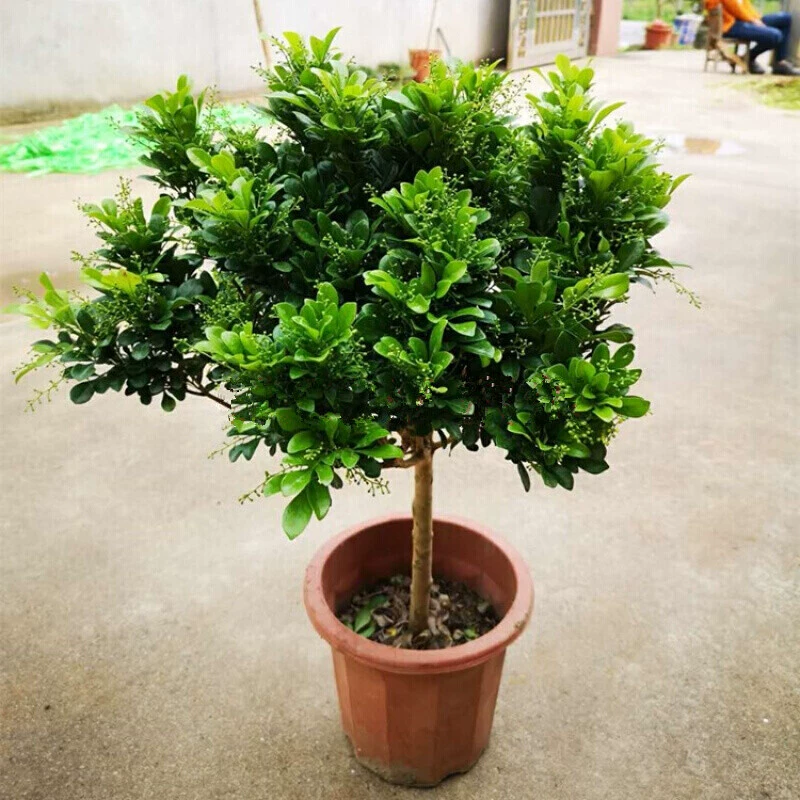 Миланская девятицветочная горшечная растение с одним стеблем в форме дерева цветет круглый год, ароматное комнатное растение, очищающее воздух.