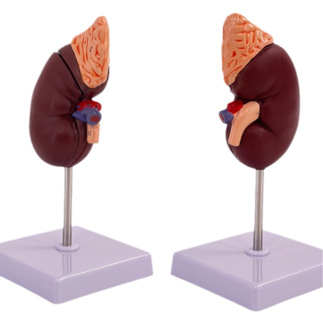 Enseñanza modelo de simulación de riñón humano espécimen 1:1 Natural gran modelo de riñón humano anatomía visceral