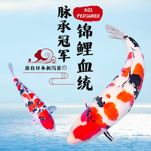 �M���\���~���~��ˮ�Lˮ�^�p�~�ձ����N��Ʒ������ɫ�t���S���Ѻ�