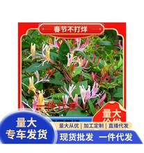 一件代发四季金银花苗盆栽地栽可食用阳台庭院花园爬藤花卉绿植耐