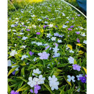 �pɫ����12���� ������ �L�~�x������ ��ɫ���� �@�־G���ر�ֲ��