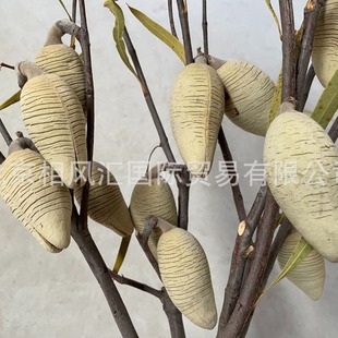 [Muliguo] Imported Dried Flowers and Dried Fruits, Natural Plants, Home Decoration Flower Arrangements, Douyin Internet Celebrity Best-Selling Products