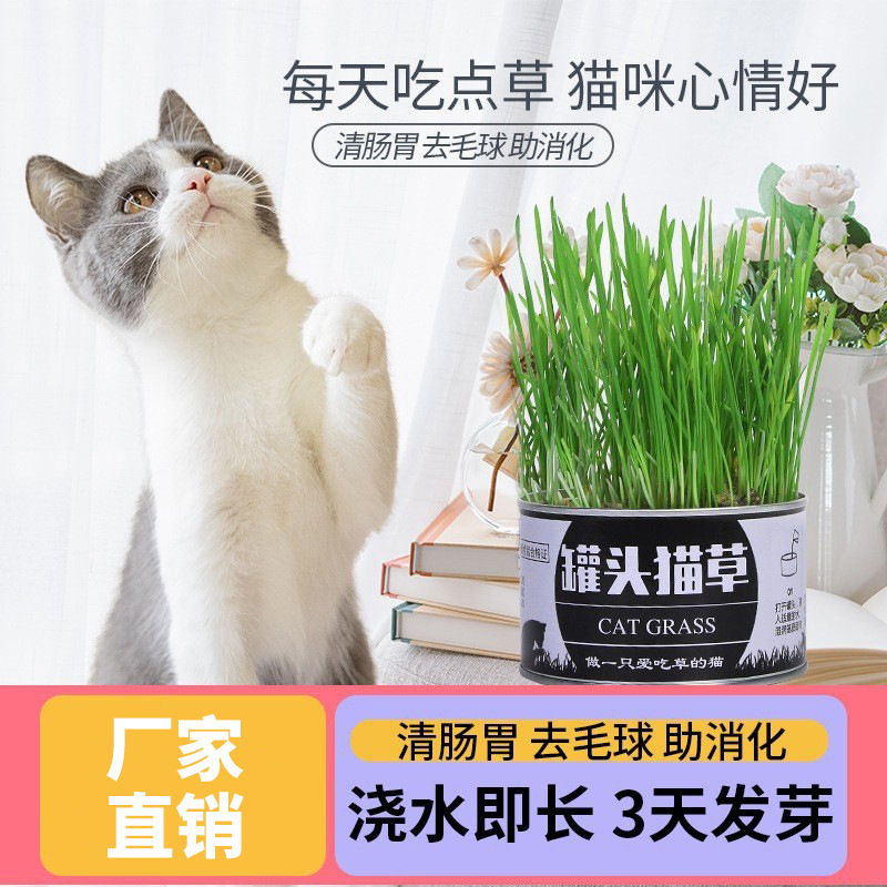 plantas de hierba de gato enlatadas en maceta perezosa hierba de gato enlatada trigo gatos jóvenes bulbos de lana de plantación de suministros para gatos