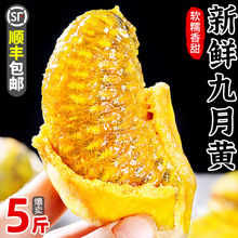 新鲜九月黄5斤应季水果拿麻藤包牛卵坨八月瓜木通果特产顺丰包邮