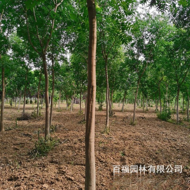 基地批发 黄连木 大树 产地优惠价格 树形 园林景观绿化苗木-阿里巴巴