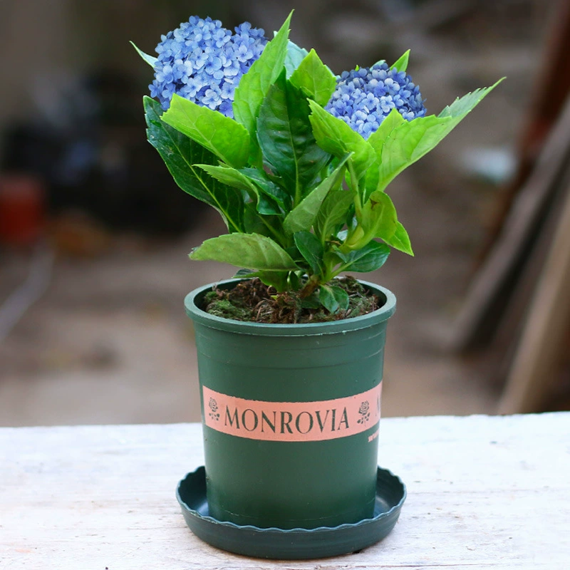 Гортензия рассада горшок бесконечное Лето Гортензия цветущее растение Гортензия балкон садовые цветы растение в горшках поднять легко жить