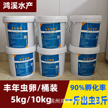 鸿溪丰年虾卵可孵化丰年虫卵大红卵对虾苗鲈鱼苗石斑鱼苗开口饲料