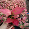 The base is directly supplying ribs of ribs, Geese, Ruyi Ruyi Chinese Red Potted Desktop Purifying Air Green Plant Plants