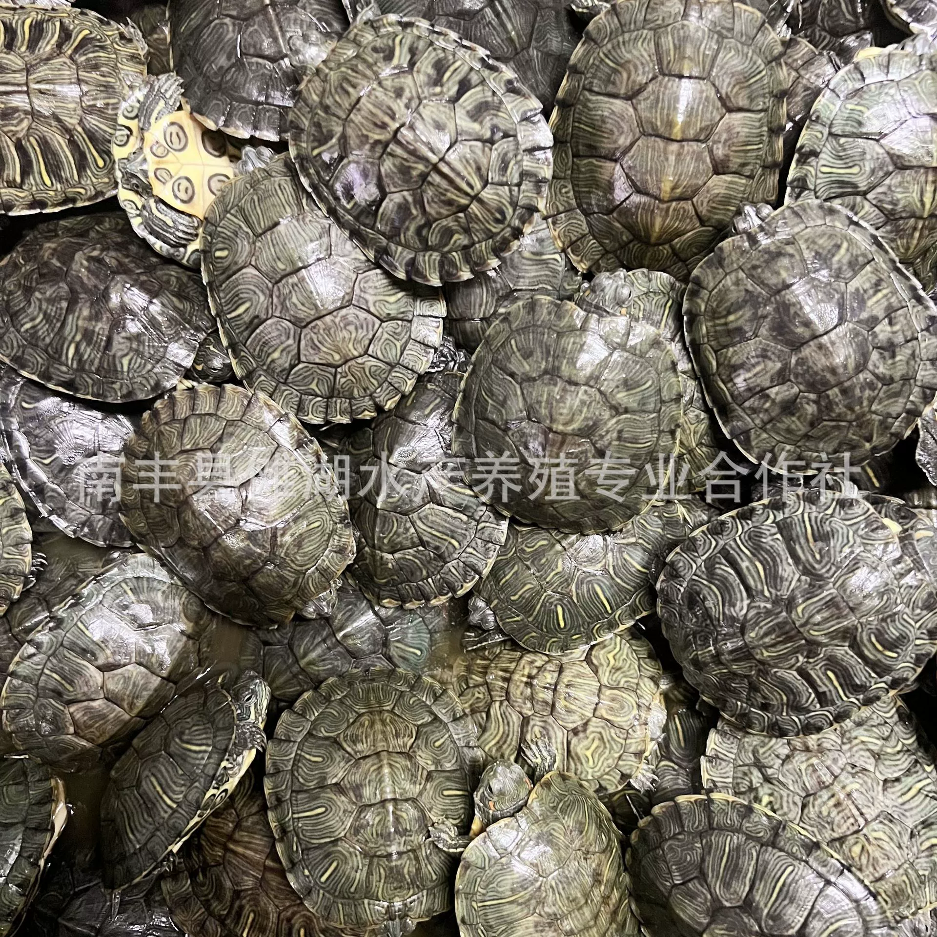 Бразильская черепахаPet turtle Brazilian turtle сеянцы большая Бразильская черепаха витрины многоцветный маленький черепашонок живой организм оптовая продажа