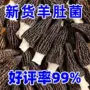 滋补无硫新鲜干货羊肚菌