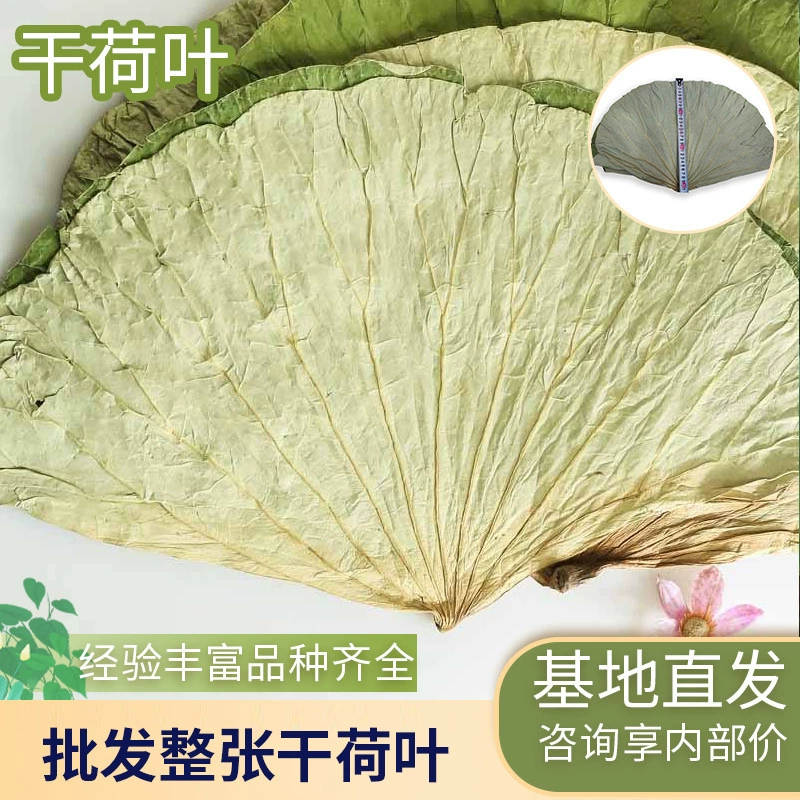 Оптовые поставки сушеных листьев лотоса, используемых для приготовления листового риса с курицей, жареной курицы, курицы в листьях лотоса и специальной курицы с цветами. Крупные листья.