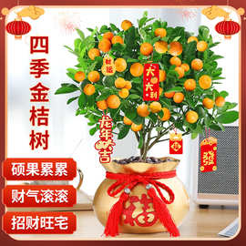 四季金桔橘树苗脆皮带果植物室内阳台绿植观果年宵小橘子树好养