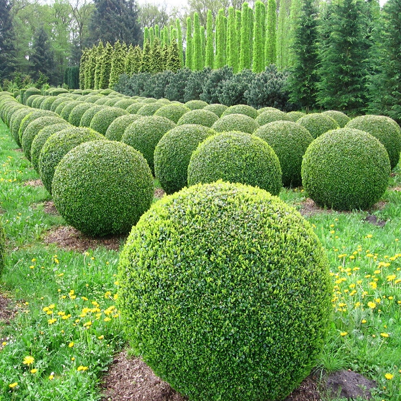 Рассада Ligustrum lucidum небольшая и забор для живой изгороди во дворе небольшие листья рассады Ligustrum lucidum четыре сезона вечнозеленые зеленые листья Рассада Ligustrum lucidum морозостойкость