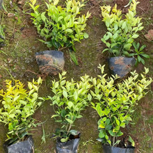 ��ɭŮؑ����ع����G����ľ�S�~Ůؑ�򹤳�С��ͥԺ���^ֲ�����l