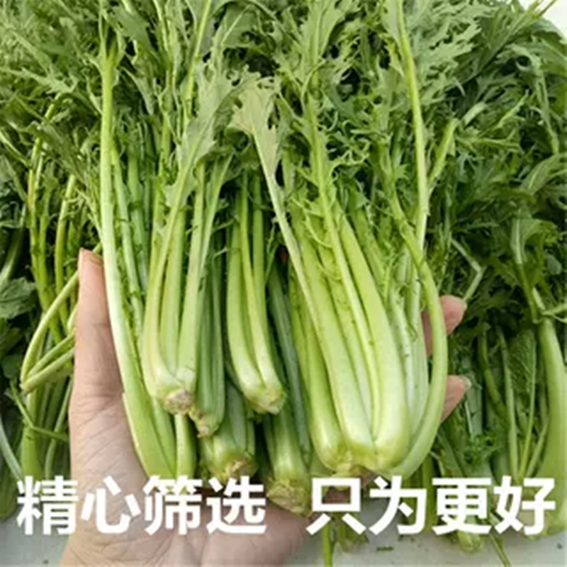 【Sf Express】Fresh Snow Cabbage with Thin Leaves, Pickled Vegetables, Sour Pickles