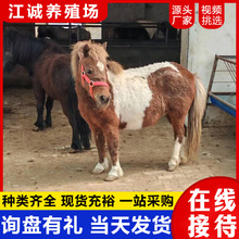 ���۳����T�ˌ���С���R ���a�±����R���w ���T�˵İ��_�R�r��