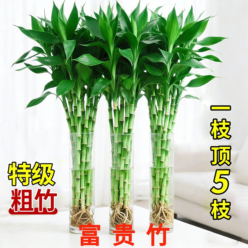 Fortune Bamboo Hydroponic Plant for Indoor Living Room, Fortune Bamboo That Grows Taller with Each Year, Shade-Tolerant and Easy to Care For, Green Potted Plant, Transfer Bamboo with Roots Fortune Bamboo Hydroponic Plant for Indoor Living Room, Fortune Bamboo That Grows Taller with Each Year, Shade-Tolerant and Easy to Care For, Green Potted Plant, Transfer Bamboo with Roots