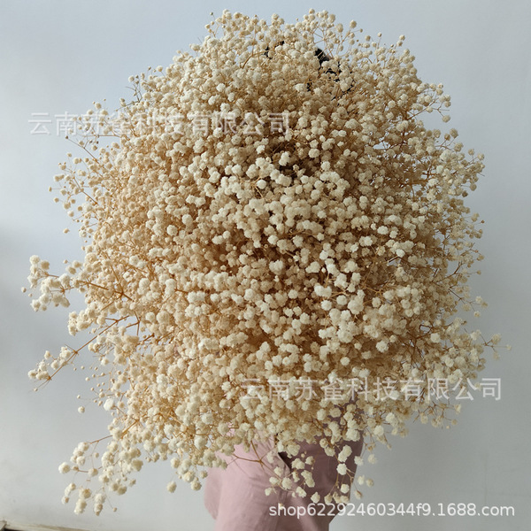 Wholesale Yunnan Ganhua Eternal Flower Flowers Di Flower DIY Bouquet…