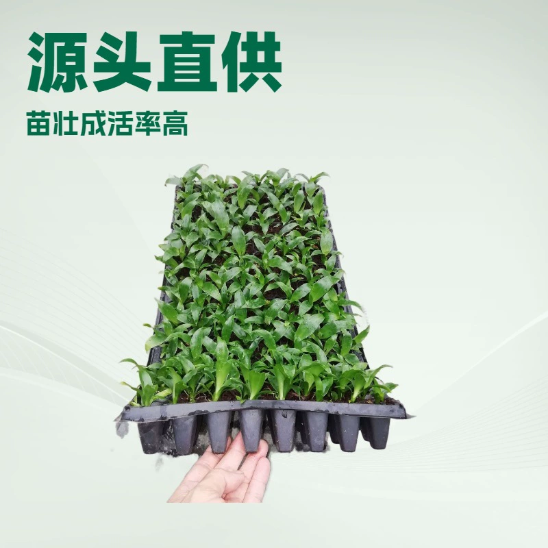 Производители источника поставляют Крытый офис дома Зеленые растения прямая версия зеленый лист йеменские железные саженцы садовые Цветочные саженцы оптом