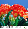 Clivia Lan Miao Miao Lan Pot Potted Room Green Plant Potted Flower Flower Flower Orchid Charming Flower Miao Miao