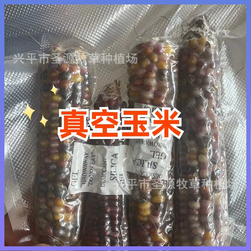 Поставки производителя игрушки для прорезывания зубов у животных кукуруза на кобе, прорезыватели для хомяков золотой медведь кролик, игрушки для жевания попугаям