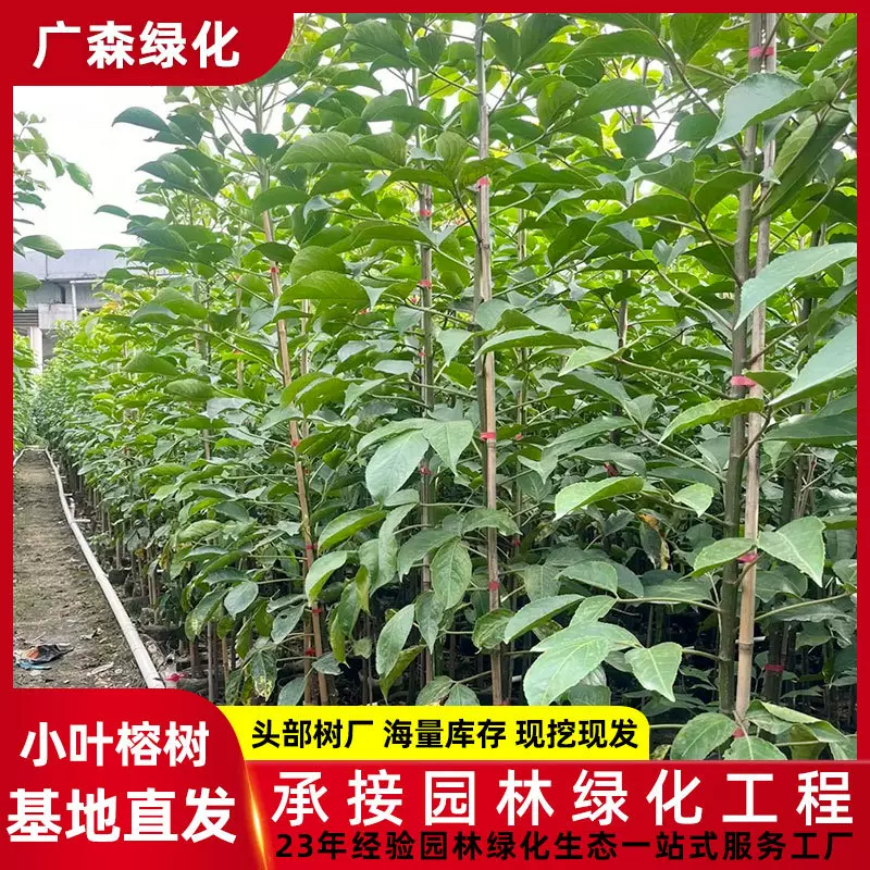 2-3公分小叶榕树小苗基地供应 园林绿化植物 细叶榕袋苗工程苗木
