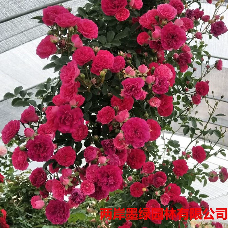 Оптовая Сладкая Красное Дерево Ароматные Саженцы Вьющиеся Цветы Виноградной Лозы Цветение Длинные Цветы Сильные Ароматные Цветы Семь Лисян Горшечные Растения