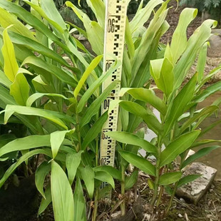 ���� ����ֱ�� Ұ���� ���B���^ֲ�� ��ع��@ �������޸�ֲ��