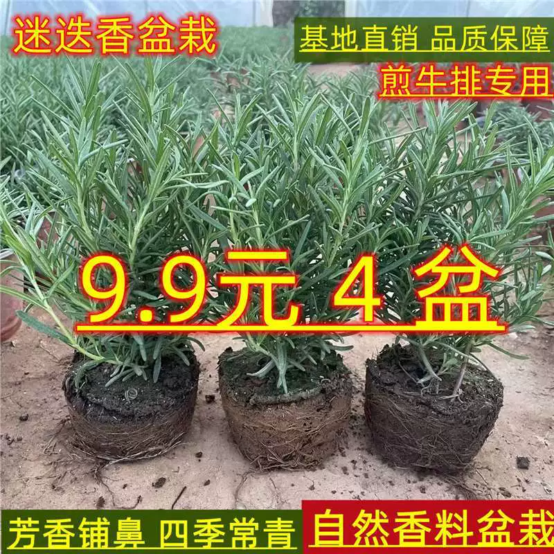 Розмарин в горшке, одиночный стебель, свежий съедобный аромат для спальни, ленивый человек, морозостойкий стейк, приправа, средство от комаров, зеленое растение