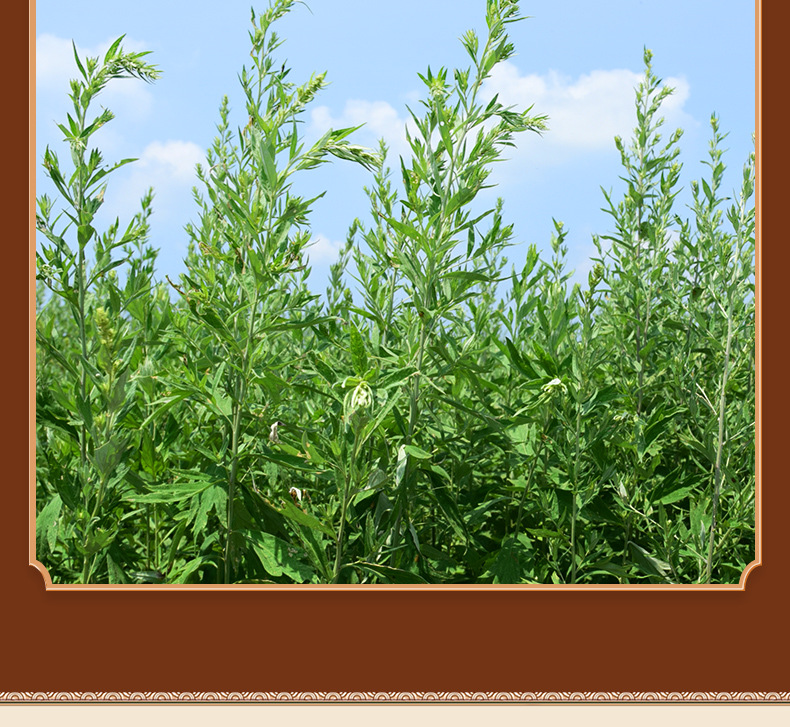 Moxa Sticks Ai Tiao 艾条 1.8x20cm 20 Pack Three Year Aged Pure Mugwort for Moxibustion key features