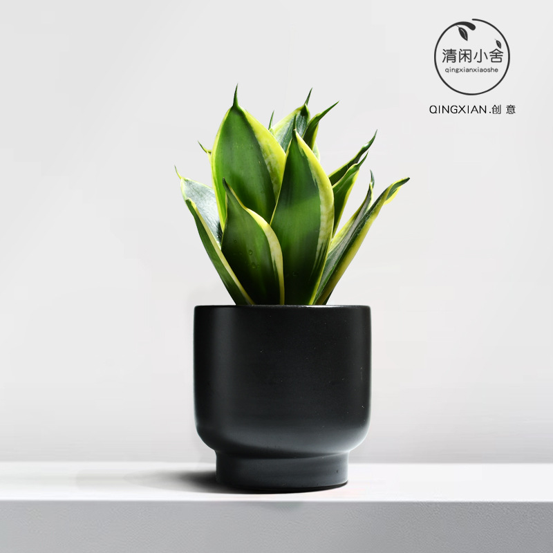 planta verde de orquídea de tigre, planta de aire purificado interior, orquídea de tigre, resistencia a la sombra, buena conservación de orquídea holandesa, planta de mesa en maceta
