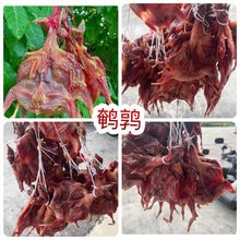 鹌鹑展会地摊电商风干腊鹌鹑野鸽子干腊鸭条腊鸭腿板鸭