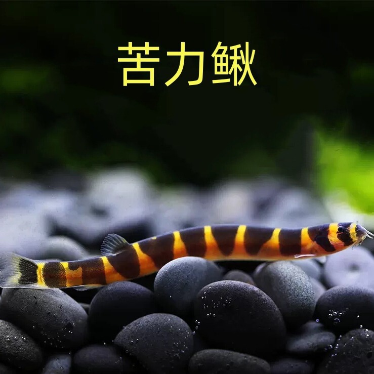 Shezai Fish Fry, Fish Slime, Loach, Protein Remover, Planarian Cleaning Tool, Small Fish, Tropical Small Fish, Bulk Shezai Fish Fry, Fish Slime, Loach, Protein Remover, Planarian Cleaning Tool, Small Fish, Tropical Small Fish, Bulk