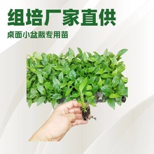 MSֱ҃^~Gֲưƈ@־GGСԻl