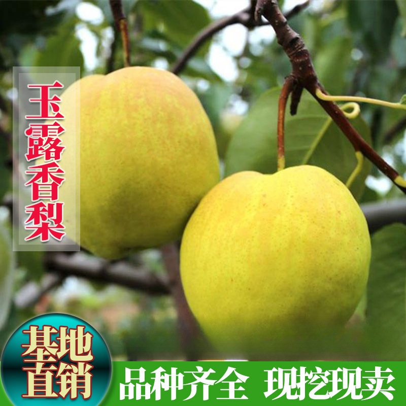 玉露香梨树苗 嫁接梨子树苗 当年结果北方南方种植果苗地栽苗