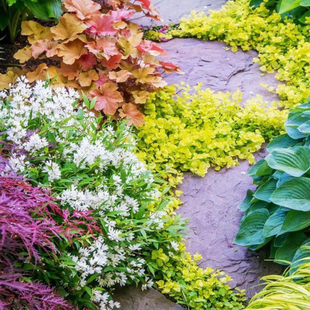 Buddha's Grass, European Dianthus, Panda Pansy, Chinese Sedum, Cherry, Gold Leaf, Yellow Garden Ground Cover Plant, Cold-Resistant and Heat-Resistant