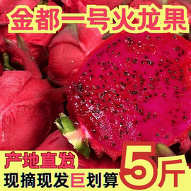 红心火龙果金都一号当季新鲜水果整箱大果批发5斤包邮当天现摘