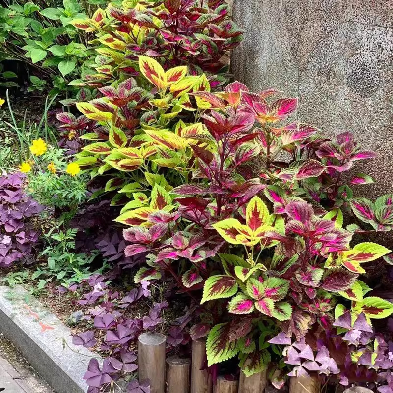 Potted flower seed hanging color bag flower seed color leaf seeds…