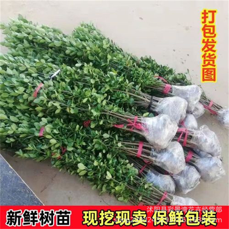 大叶北海道黄杨围墙篱笆植物苗冬青树苗四季常青耐寒庭院绿篱树苗