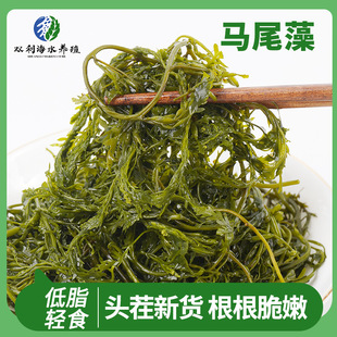 �Rβ�庣�S�L�۲˛���˺��ݺ�����ʳ���򗫲˱��ݹS�}�n�Rβ��