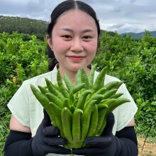 ���ָ�ˮ��ֲ����ֹ��r����֦�҃ȾGֲ�������幩�^�p܇�d���l