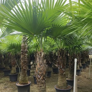 2411 Long-Term Supply of Large-Scale Palm Palm 2- 3m High Potted Green Plants Living Room Balcony Landscaping